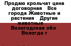 Продаю крольчат цена договорная - Все города Животные и растения » Другие животные   . Вологодская обл.,Вологда г.